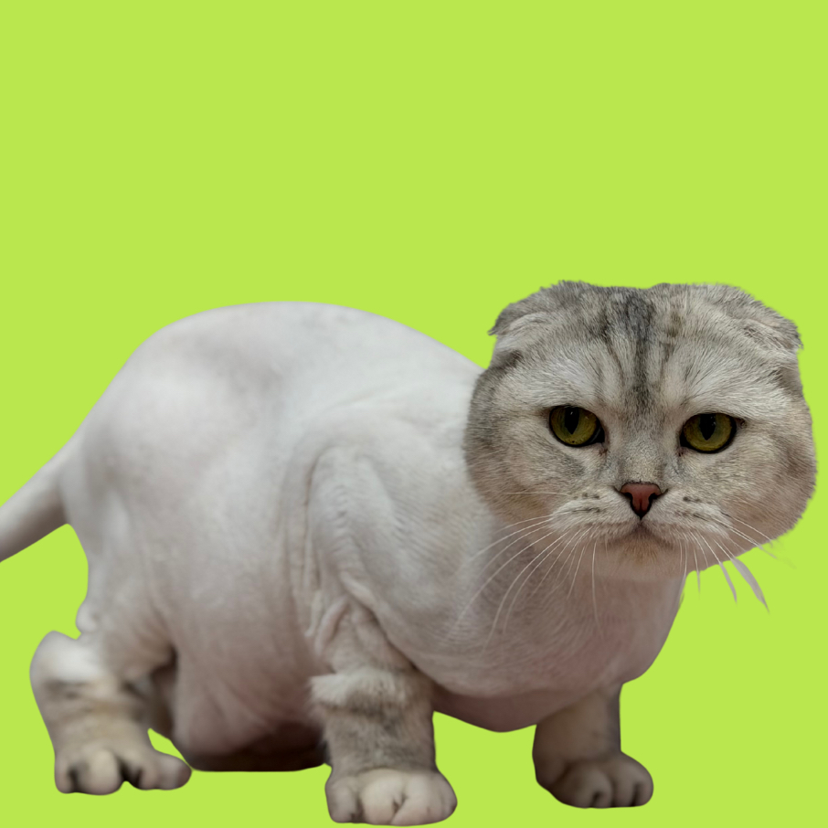 Стрижка КОТА