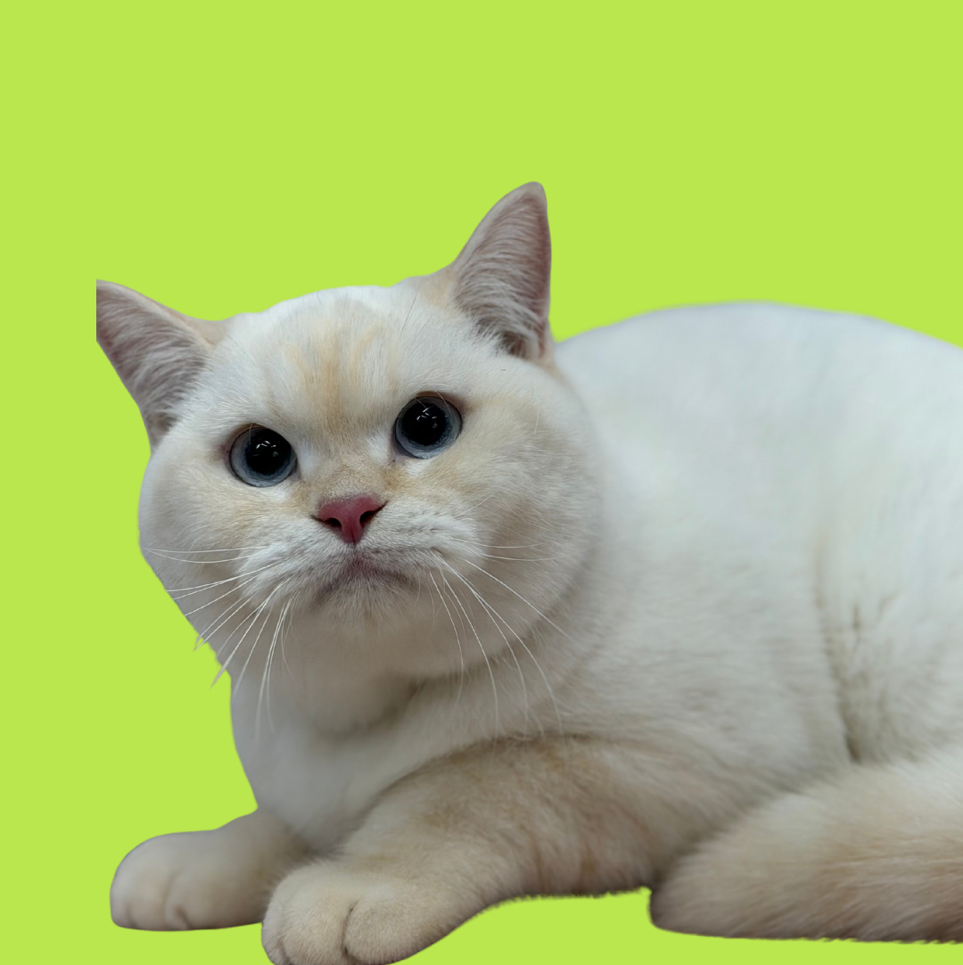 Мытье кота