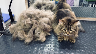 Сухой вычес котов/кошек